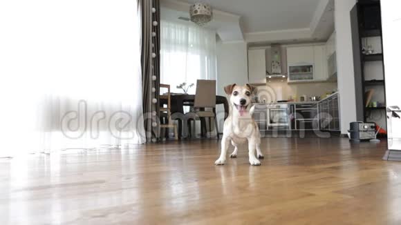可爱的小狗在客厅里玩录像片段晴天周末玩宠物视频的预览图