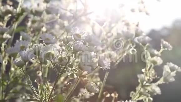 清晨阳光下白色的雏菊花田随风而动视频的预览图