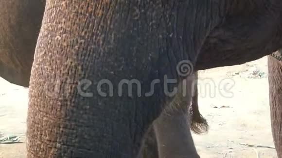 4一只亚洲大象在热带森林营地吃竹子的特写镜头视频的预览图