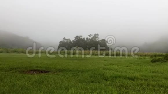 雾天早晨的绿草甸或草地上的一片雾覆盖了丛林或雨林的大部分地区视频的预览图