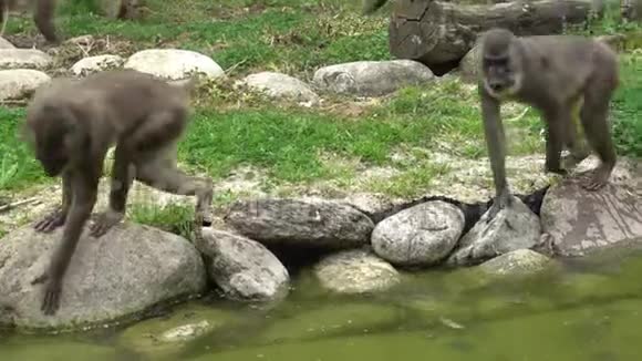 猴子在寻找白的食物视频的预览图