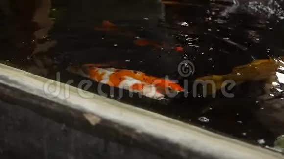 人工池塘中的多色锦鲤五颜六色的鱼游在游泳池的水面上视频的预览图
