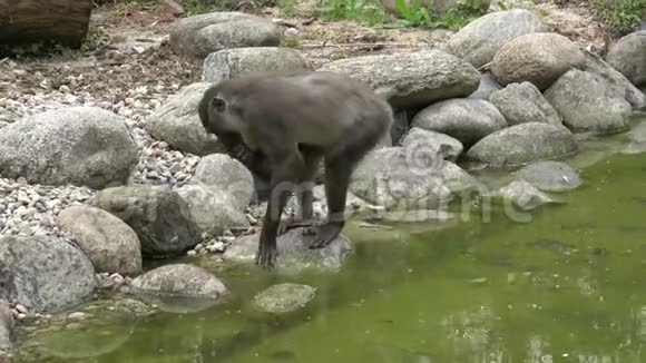 猴子在寻找白的食物视频的预览图
