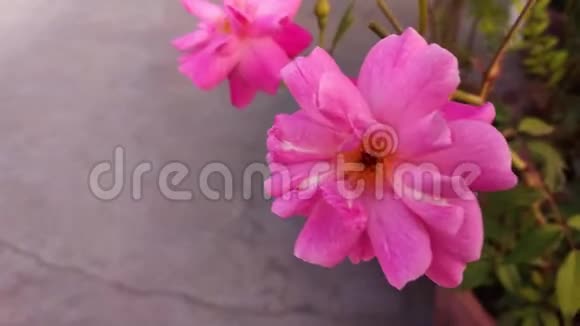 夏天花园里的粉红色玫瑰花几朵印度玫瑰在多风的花园特写视频的预览图