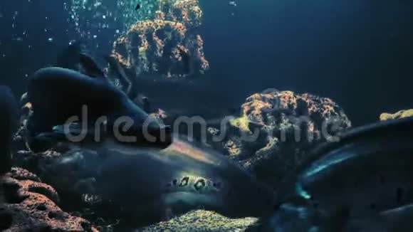 鱼和其他外来鱼在水族馆游泳视频的预览图