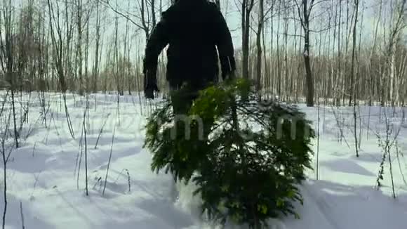一个男人在雪地里拖着一棵倒下的圣诞树回家迎接新年和圣诞节圣诞树视频的预览图