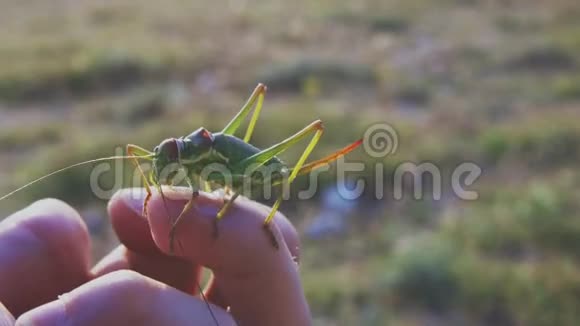 伟大的绿色灌木蟋蟀在人的手视频的预览图