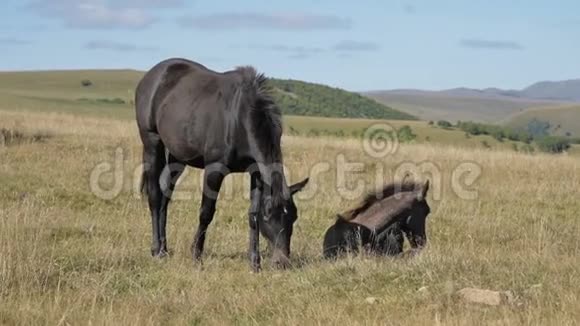 一匹黑马在一片高山草地上觅食周围是一群小驹农场马匹养殖视频的预览图