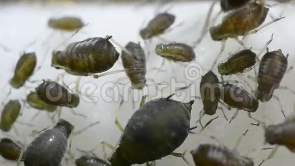 蚂蚁在植物上繁殖蚜虫视频的预览图