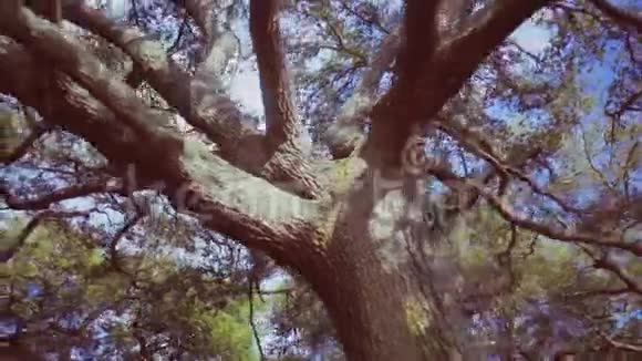 公园里的一棵大分枝的树视频的预览图