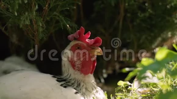 白色母鸡躺在灌木丛下视频的预览图
