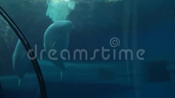 台湾水族馆地下游泳的4k白鲸鱼缸视频的预览图