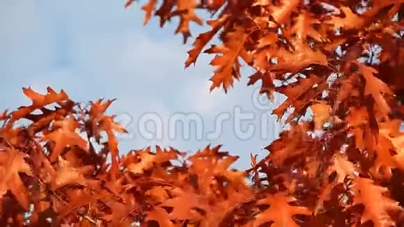 秋天的橡树蓝天视频的预览图