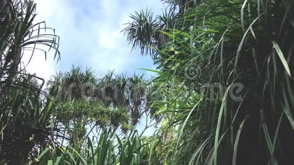 有蓝天的松树林大灌木丛生长高大视频的预览图