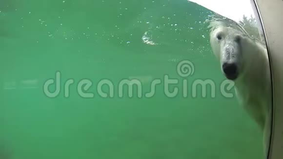 北极熊在水下游泳透过窗户看着视频的预览图