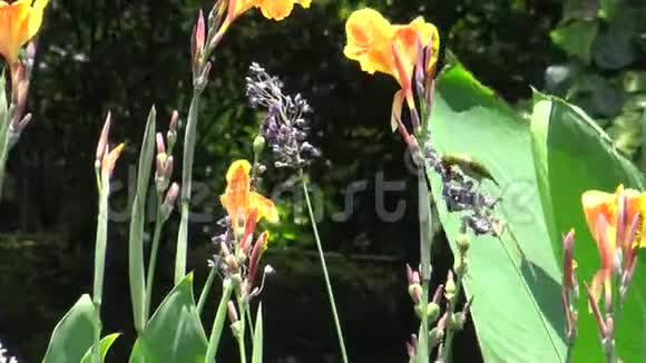 4K日本白眼正在台湾一个公园吃一种紫色的花卉植物视频的预览图