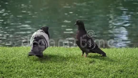 一群鸽子在散步视频的预览图