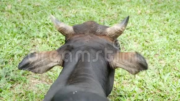 在苏姆纳绿色草地上吃草的黑牛特写视频的预览图