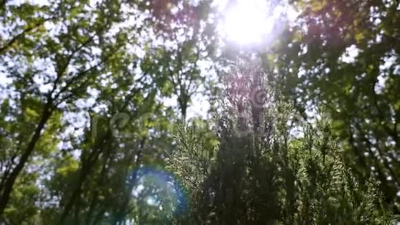 云杉或松树在阳光下的绿色刺枝美丽的绿色云杉在花园的夏季森林植物视频的预览图