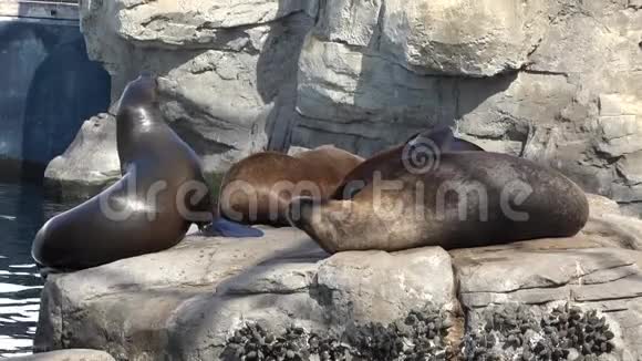 野生动物海豹在大自然中休息视频的预览图