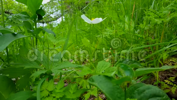 植物绿林地板上白花的观点林地下封闭的郁郁葱葱的花草视频的预览图
