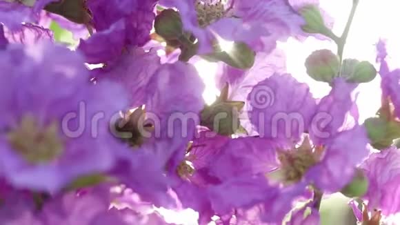 在阳光的照射下紫色的花朵视频的预览图