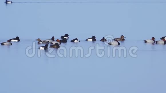 一群鸭子在冰开的第一水上潜水游泳视频的预览图