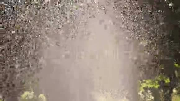 草花自动浇水系统阳光下的水滴视频的预览图