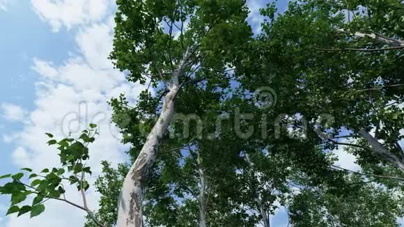 夏天阳光明媚的桦树视频的预览图
