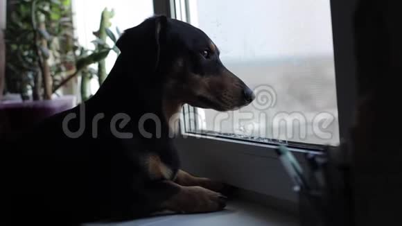 一只小黑狗向窗外张望视频的预览图