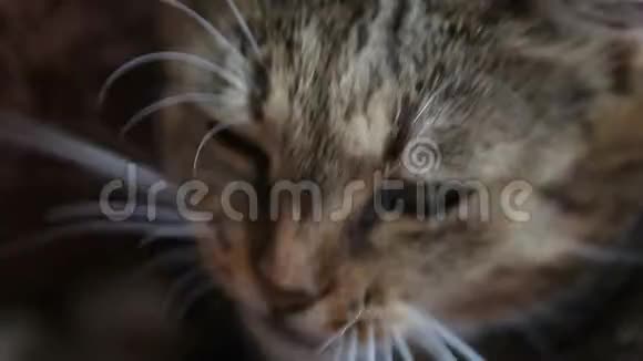 灰猫醒来打哈欠视频的预览图