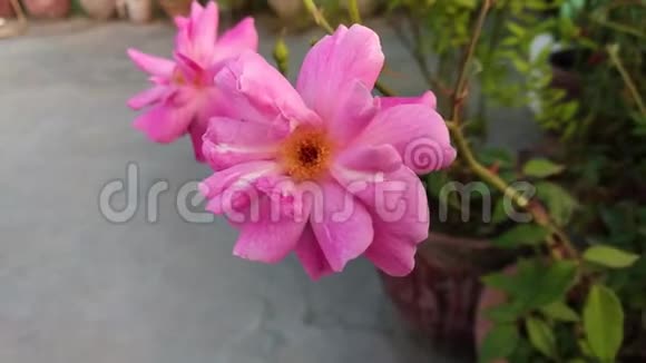 粉红色的花在夏天的花园里几朵印度玫瑰在风园特写视频的预览图