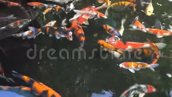 五颜六色的锦鲤鱼或鲤鱼在池塘里游泳视频的预览图