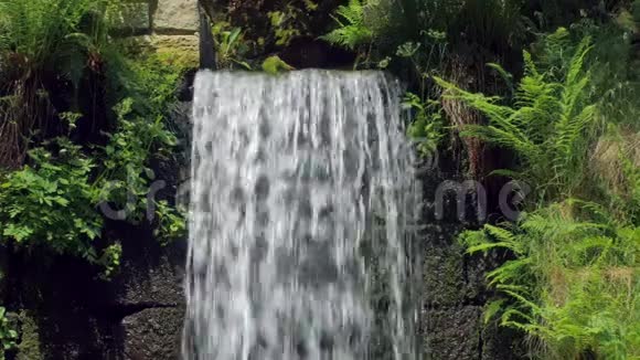 花园中的小型人工瀑布明亮的绿色植物溪流的特写视频的预览图