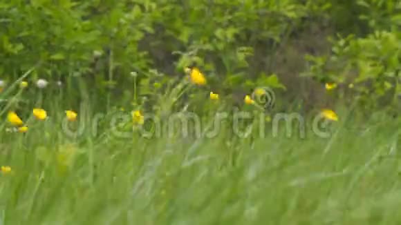 黄色的春天的花朵在风中草地上的黄油视频的预览图