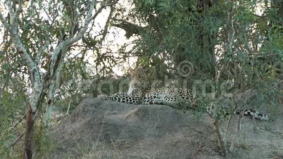 豹子躺在岩石上视频的预览图