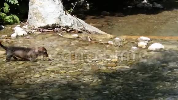 狗和山河视频的预览图