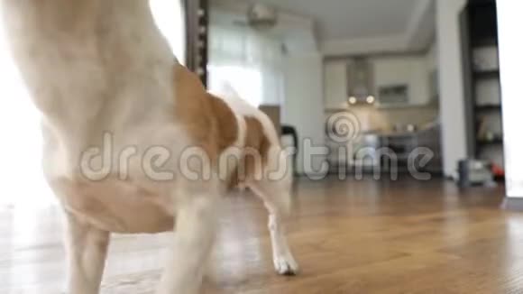 可爱的小狗杰克罗素猎犬跳舞跳跃想玩兴奋的不耐烦活跃的疯狂朋友宠物视频的预览图