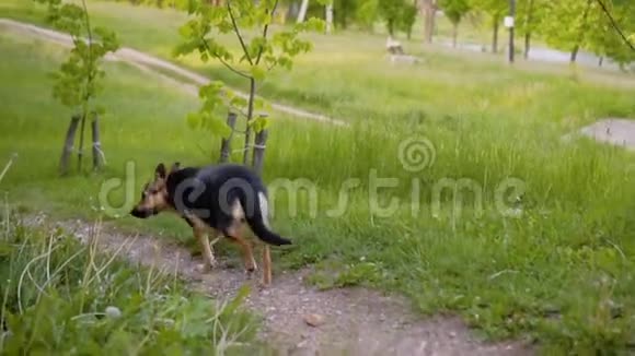 公园里的狗惊恐地从镜头前跑开脸上带着惊恐很酷的时刻视频的预览图