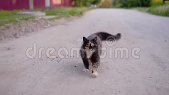 一只美丽的斑点猫有着富有表现力的眼睛正沿着马路走着看着摄像机一种优雅的动物Fascinati视频的预览图