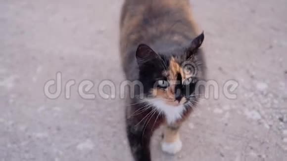 莫特利漂亮的房子猫来到街上的女孩摩擦她的腿和女孩抚摸动物情绪问题视频的预览图