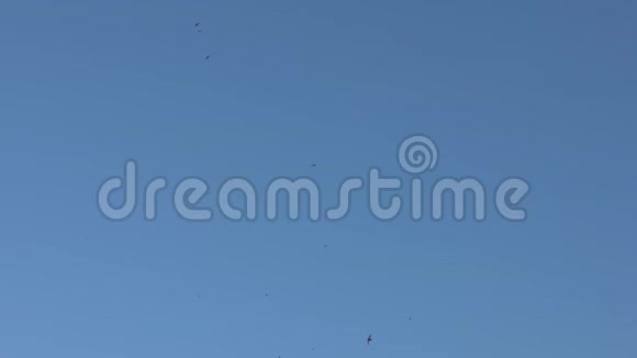黑谷仓燕鸟飞蓝天的慢动作视频的预览图