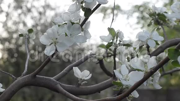 枝头苹果树开园云天视频的预览图