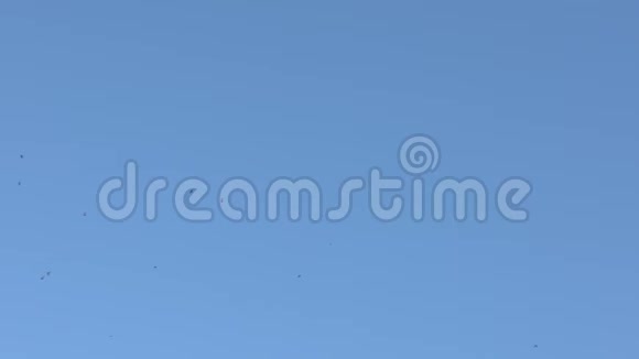 黑谷仓燕鸟飞蓝天的慢动作视频的预览图
