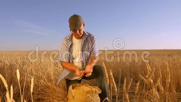 商人检查小麦的质量农夫手把麦粒装进袋子里倒在麦田上收获谷物一个视频的预览图
