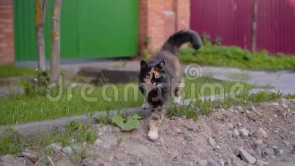 美丽的斑点猫故意跑在摄像机后面的土路上一种非常好的动物宠物视频的预览图
