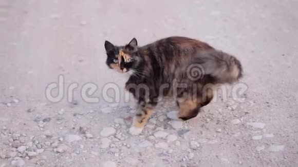 一只时髦漂亮的家猫转身直接跑到镜头前清晰地看着镜头不错的镜头视频的预览图