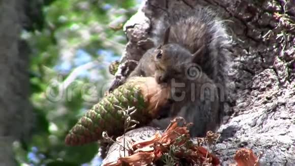松鼠坐在树上吃锥子视频的预览图