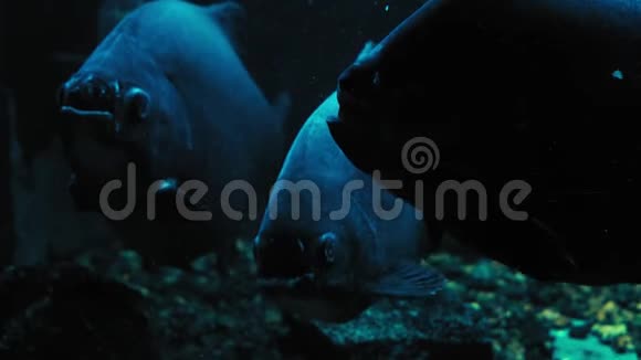 在黑暗的水族馆里巨大的大型大型大型鱼类视频的预览图