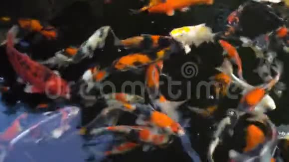 五颜六色的锦鲤鱼或鲤鱼在池塘里游泳视频的预览图
